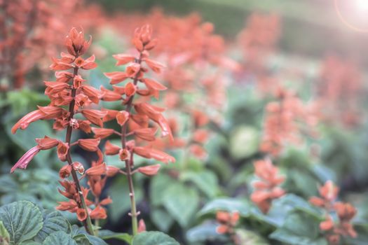 Selective focus flowers background. Amazing view of colorful  flowering in the garden and green grass landscape at Winter day