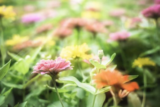 Selective focus flowers background. Amazing view of colorful  flowering in the garden and green grass landscape at Summer day