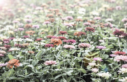 Selective focus flowers background. Amazing view of colorful  flowering in the garden and green grass landscape at Winter day