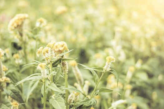 Selective focus flowers background. Amazing view of colorful  flowering in the garden and green grass landscape at Summer day