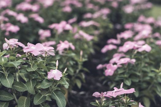 Selective focus flowers background. Amazing view of colorful  flowering in the garden and green grass landscape at Winter day