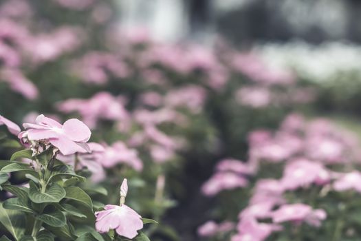 Selective focus flowers background. Amazing view of colorful  flowering in the garden and green grass landscape at Winter day