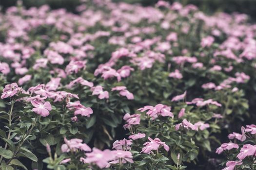 Selective focus flowers background. Amazing view of colorful  flowering in the garden and green grass landscape at Winter day