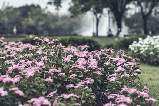 Selective focus flowers background. Amazing view of colorful  flowering in the garden and green grass landscape at Winter day