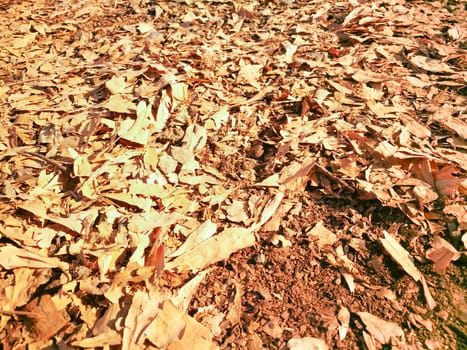 Selective focus Dry leaves autumn background