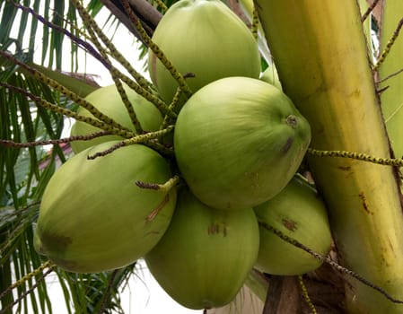 Coconut tree in Thailand. Closeup with branch of green coconut.