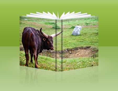 book of  a wild buffalo to pasture in Safari park