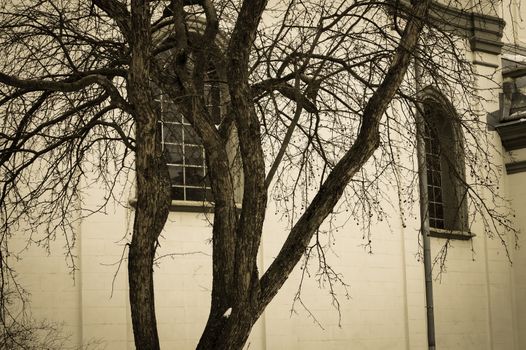 The tree on the background of the walls of the old Church