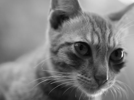BLACK AND WHITE PHOTO OF CAT LOOKING AT SOMETHING