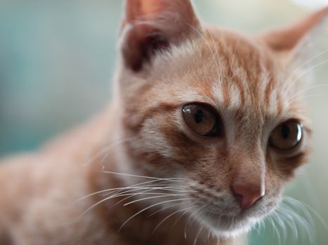 COLOR PHOTO OF CAT LOOKING AT SOMETHING