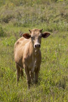 Image of brown cow on nature background. Farm Animam.