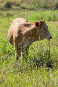 Image of brown cow on nature background. Farm Animam.