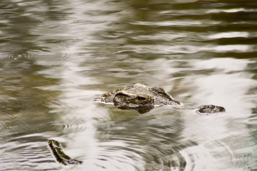 Crocodile eyes in a water body in Mombasa, Kenya