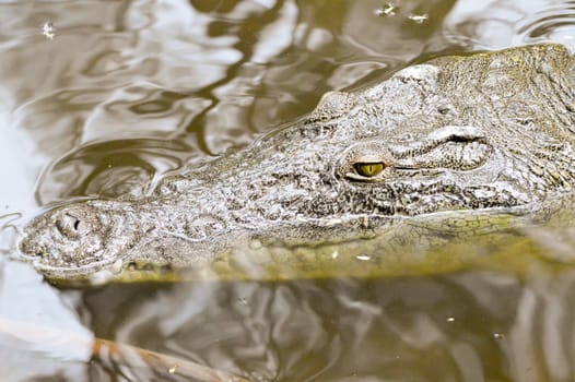 Crocodile eyes in a water body in Mombasa, Kenya