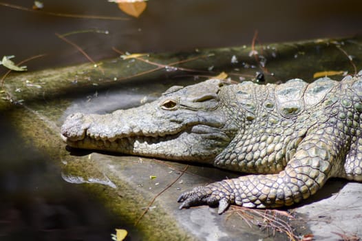 Young crocodile in a lake in Mombasa, Kenya