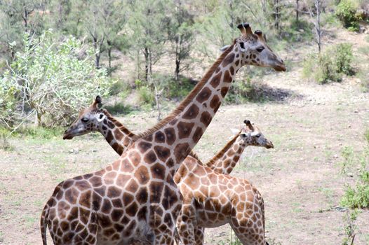 Three giraffes intersecting in a park in Mombasa, Kenya