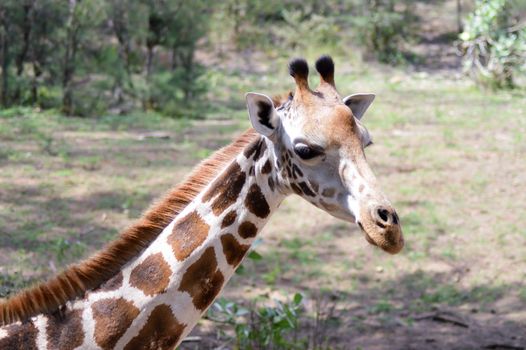 Giraffe head in a park in Mombasa, Kenya