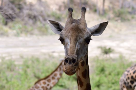 Giraffe head in a park in Mombasa, Kenya