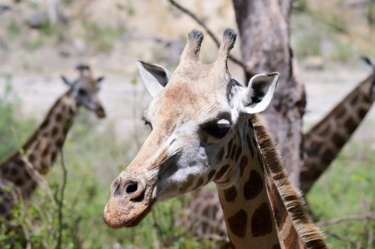 Giraffe head in a park in Mombasa, Kenya