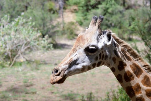 Giraffe head in a park in Mombasa, Kenya