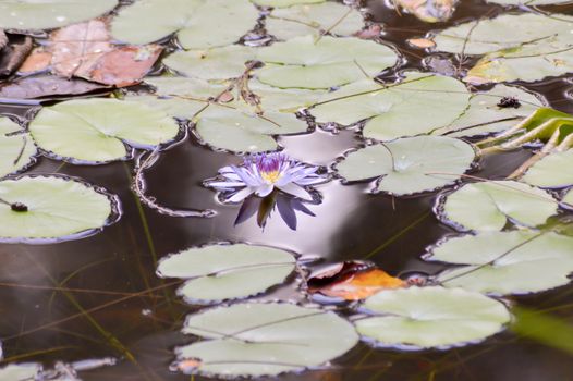 Flower and water lily leaves in a park in Kenya
