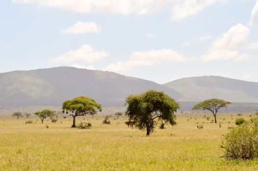 View of the Tsavo East savannah in Kenya with the mountains in the background