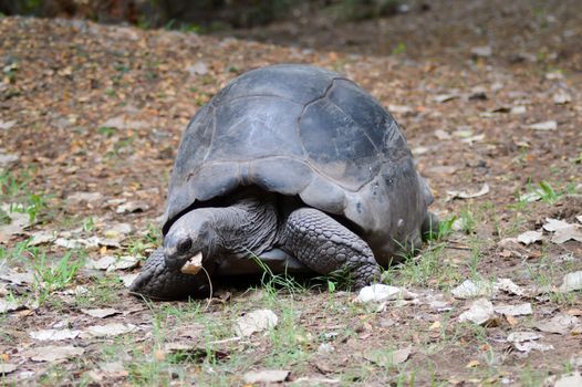 Big busy land turtle eating a leaf in a park in Kenya