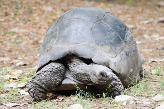 Big busy land turtle eating a leaf in a park in Kenya