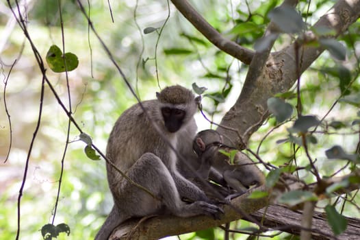 Vervet monkey and its young on a branch in Mombasa, Kenya