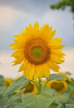Sunflower isolated on field and blue sky