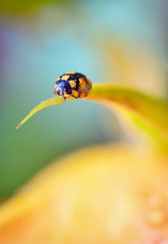 Details of ladybug on spring  flowers