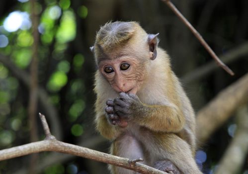 Portrait of the monkey in Sigiria, Sri Lanka