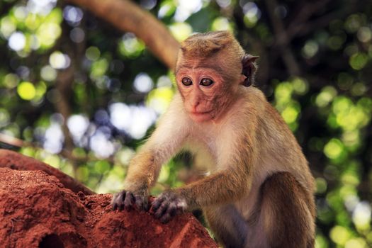 Portrait of the monkey in Sigiria, Sri Lanka