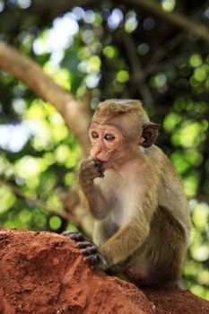 Portrait of the monkey in Sigiria, Sri Lanka