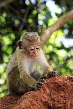 Portrait of the monkey in Sigiria, Sri Lanka