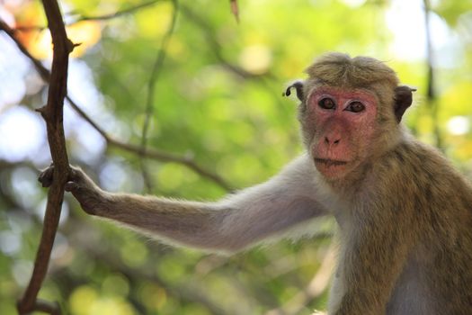 Portrait of the monkey in Sigiria, Sri Lanka
