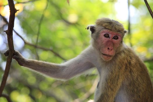 Portrait of the monkey in Sigiria, Sri Lanka