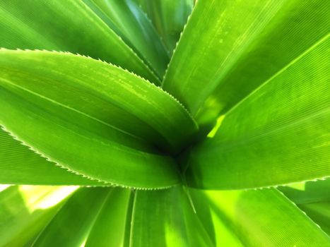 Green background. Sharp of green leaves. Green leaf pattern.