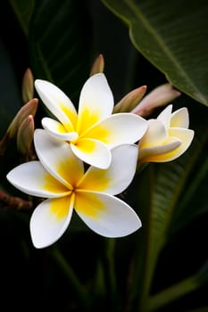 Macro image of Frangipani flowers