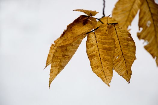 Bright orange beech leaves flutter in the wind on the tree branches. Background iswinter snow.