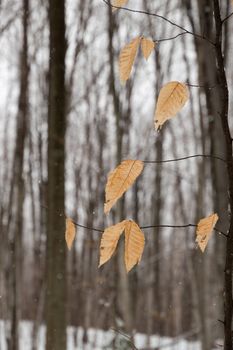 Bright orange beech leaves flutter in the wind on the tree branches. Maple and beech trees in the background have no leaves in the winter snow.