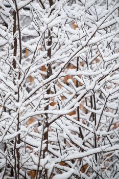 This abstract design is random and geometric and quite pretty.  It shows the underneath of snow covered tree branches in winter.