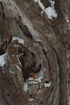 A squirrel hole, winter storage and an old rotten apple from the squirrels winter food store.
