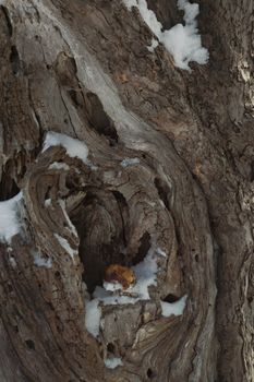 A squirrel hole, winter storage and an old rotten apple from the squirrels winter food store.