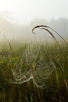 Trees in the fog in the background and the cobweb is covered in tiny water droplets from the mist and dew in the pasture landscape.