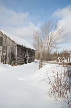 Blue sky and sunshine for this old log cabin farm building with weathered grey and black painted barn board. An old door or window is framed on the end.  Fresh, deep snow on the ground.