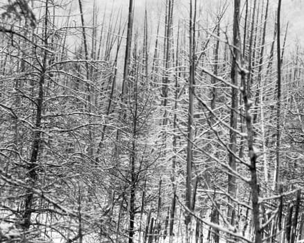 Wintertime in this Ontario swamp. This black and white image is geometrical and stark