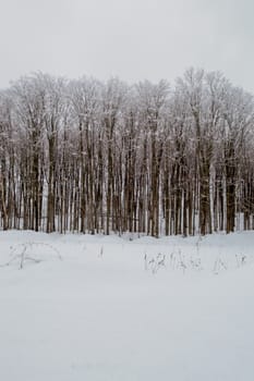 Solid mass of deciduous trees with branches and trunks covered with snow. Open white space of snowy pasture.