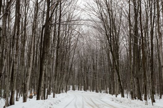Snowy Maple trees woods line the snowy road.