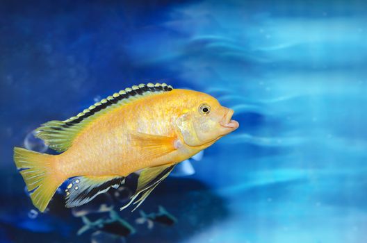 Aquarium blue background with yellow fish. Plenty of space for text.